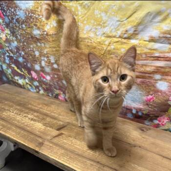 Kevin -  Domestic Short Hair Cat for Adoption in Normal, Illinois - Kevin | PetCurious