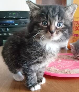 Domestic Medium Hair and Tuxedo Cats Available for Adoption in Southbury, Connecticut - Little Big | PetCurious