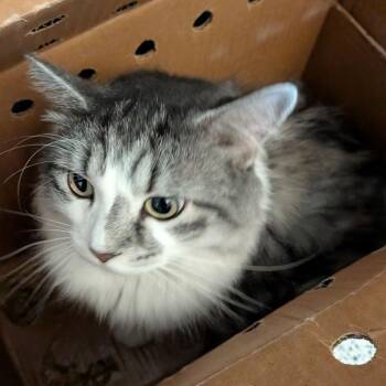 Boo -  Domestic Long Hair Cat for Adoption in Fairport, New York - Boo | PetCurious