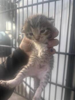 A658132 -  Domestic Short Hair Cat for Adoption in Houston, Texas - A658132 | PetCurious