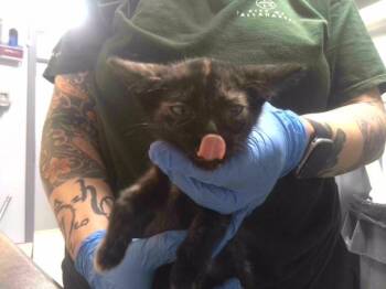 SILLY GOOSE -  Domestic Short Hair Cat for Adoption in Tallahassee, Florida - SILLY GOOSE | PetCurious