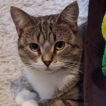 Kentucky -  Domestic Short Hair Cat for Adoption in Evanston, Illinois - Kentucky | PetCurious