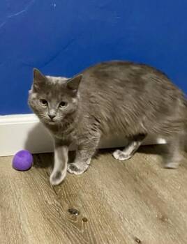 Domestic Long Hair and Domestic Short Hair Cats Available for Adoption - Borlotti | PetCurious