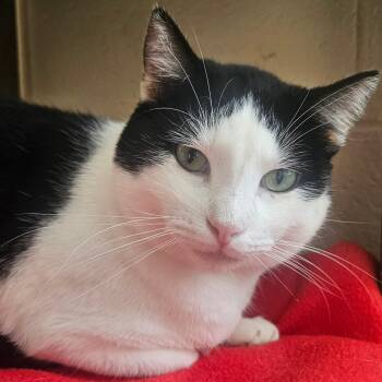 Rescue Domestic Short Hair Cats for Adoption in Villa Park, California - Ziggy | PetCurious