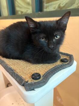 Rescue Domestic Short Hair Cats for Adoption in Little Rock, Arkansas - Silky | PetCurious