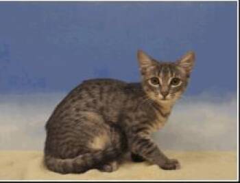 Gretel -  Domestic Short Hair Cat for Adoption in Largo, Florida - Gretel | PetCurious
