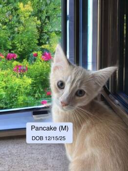 Domestic Short Hair and Tabby Cats Available for Adoption - Pancake | PetCurious