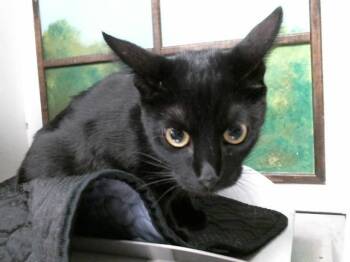 Domestic Short Hair Cats Available for Adoption in Houston, Texas - A2069578 | PetCurious