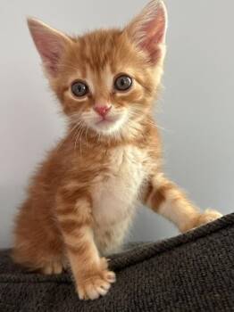 Tucker -  Tabby Cat for Adoption in Grand Rapids, Michigan - Tucker | PetCurious