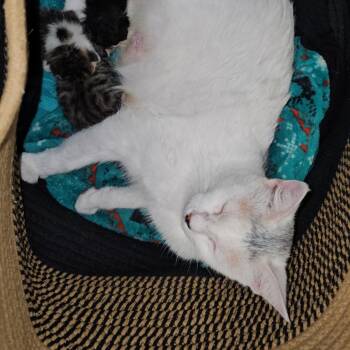 Elise Sloane -  Domestic Short Hair Cat for Adoption in Long Beach, California - Elise Sloane | PetCurious