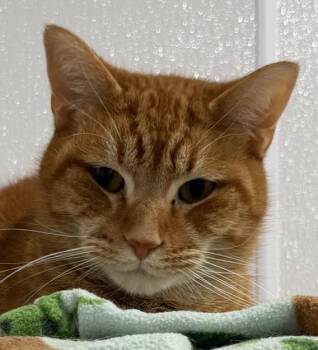 Pumpkin -  Domestic Short Hair Cat for Adoption in Sault Ste. Marie, Michigan - Pumpkin | PetCurious