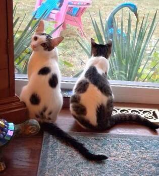 Rescue Domestic Short Hair Cats for Adoption in Lake Orion, Michigan - Button & Cotton *(Bonded Pair) | PetCurious