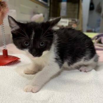 Domestic Short Hair Cats Available for Adoption in Cumming, Georgia - Liora | PetCurious