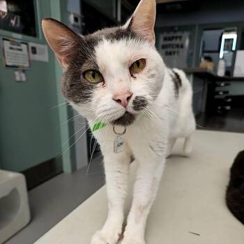 Gizmo -  Domestic Short Hair Cat for Adoption in Lakewood, Colorado - Gizmo | PetCurious