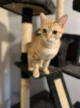 Rescue Domestic Short Hair Cats for Adoption in Zimmerman, Minnesota - Sweetie | PetCurious