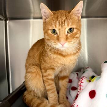 Hutch -  Domestic Short Hair Cat for Adoption in Las Vegas, Nevada - Hutch | PetCurious