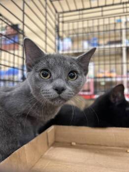 Prickle -  Russian Blue and Domestic Short Hair Cat for Adoption in Columbia, South Carolina - Prickle | PetCurious