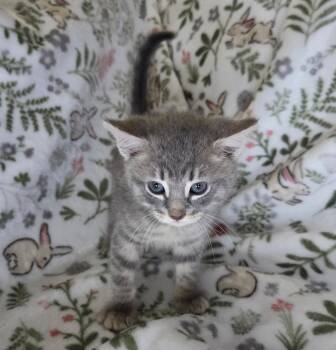 Domestic Short Hair Cats Available for Adoption - Ginger | PetCurious