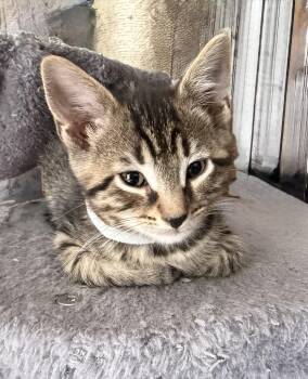 Amos -  Tabby Cat for Adoption in Kenhorst, Pennsylvania - Amos | PetCurious