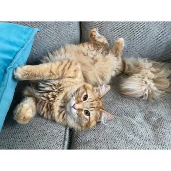 Tabby and Domestic Long Hair Cats Available for Adoption in Morgan Hill, California - Willie | PetCurious
