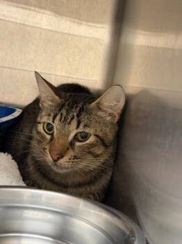 Silas -  Domestic Short Hair Cat for Adoption in Bossier City, Louisiana - Silas | PetCurious
