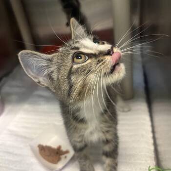 Scarecrow -  American Shorthair Cat for Adoption in Freeport, Florida - Scarecrow | PetCurious