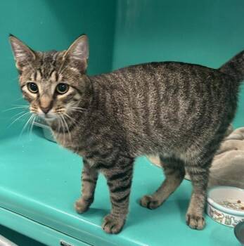 Orion 8 months AVAILABLE 7/24 -  Domestic Short Hair Cat for Adoption in Sterling, Massachusetts - Orion 8 Months AVAILABLE 7/24 | PetCurious