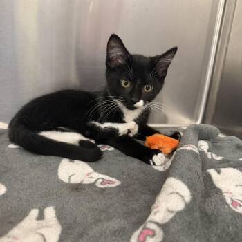 Flip Flop -  Tuxedo Cat for Adoption in Peoria, Illinois - Flip Flop | PetCurious