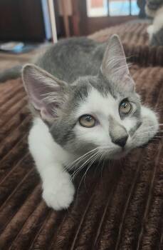 Anchovy -  Domestic Short Hair Cat for Adoption in Belchertown, Massachusetts - Anchovy | PetCurious