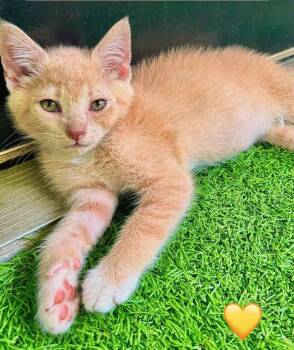 E.T. PC -  Domestic Short Hair Cat for Adoption in Greenville, South Carolina - E.T. PC | PetCurious