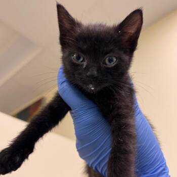 Domestic Short Hair Cats Available for Adoption in Roanoke, Virginia - Kimi | PetCurious