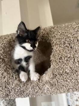 Domestic Short Hair Cats Available for Adoption in North Charleston, South Carolina - 91737a Nikon | PetCurious