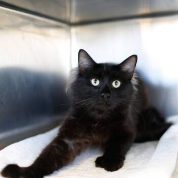 Domestic Medium Hair Cats Available for Adoption in Dover, New Hampshire - Waffle | PetCurious