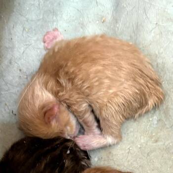 Domestic Medium Hair and Maine Coon Cats Available for Adoption in Waldorf, Maryland - Mango | PetCurious