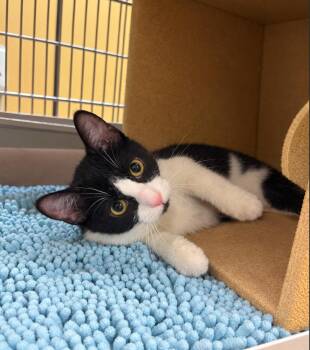 Petunia -  Domestic Short Hair Cat for Adoption in San Juan Capistrano, California - Petunia | PetCurious