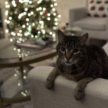 Zahir -  Domestic Short Hair Cat for Adoption in Chicago, Illinois - Zahir | PetCurious