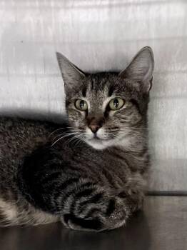 Lisa -  Domestic Short Hair Cat for Adoption in Austin, Texas - Lisa | PetCurious