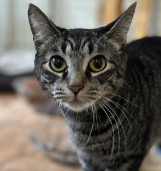 Rescue Tabby Cats for Adoption in New York, New York - Elle | PetCurious