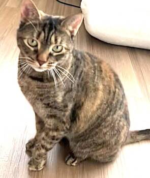 Midori -  Domestic Short Hair Cat for Adoption in Trenton, New Jersey - Midori | PetCurious