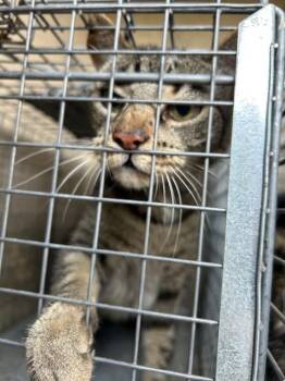 LITTLE BIT -  Domestic Short Hair Cat for Adoption in Louisville, Kentucky - LITTLE BIT | PetCurious