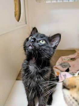 kenobi -  Domestic Medium Hair Cat for Adoption in North Richland Hills, Texas - Kenobi | PetCurious