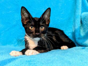 Rex -  Domestic Short Hair and Tuxedo Cat for Adoption in Houston, Texas - Rex | PetCurious