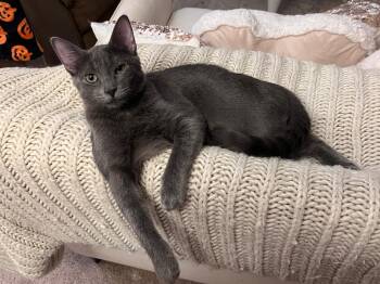 Rescue Russian Blue Cats for Adoption in Quail Heights, Florida - Teddy | PetCurious