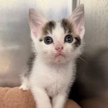 Starscream -  Domestic Short Hair Cat for Adoption in West Palm Beach, Florida - Starscream | PetCurious
