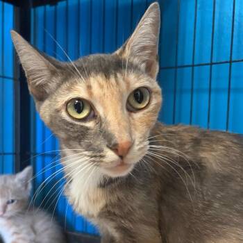 Mama -  Domestic Short Hair Cat for Adoption in Webster, Texas - Mama | PetCurious