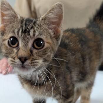 Kiki -  Domestic Short Hair Cat for Adoption in Canton, Illinois - Kiki | PetCurious
