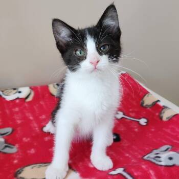 Grace -  Domestic Short Hair Cat for Adoption in Marshfield, Wisconsin - Grace | PetCurious