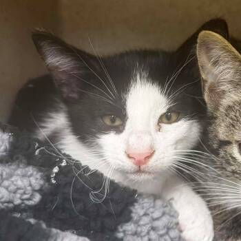 Rescue Domestic Short Hair Cats for Adoption in Bastrop, Texas - Harold 25-11-045 | PetCurious