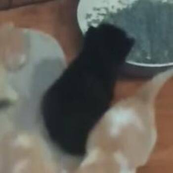 Domestic Short Hair Cats Available for Adoption in Branson, Missouri - Kit 2 | PetCurious