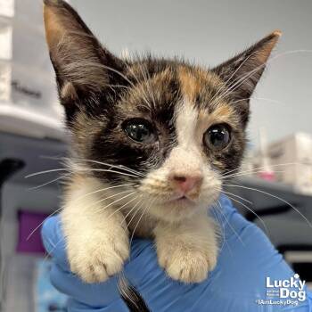 Domestic Short Hair Cats Available for Adoption in Washington, District Of Columbia - Willamette | PetCurious